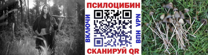 Псилоцибиновые грибы мицелий  Жердевка 