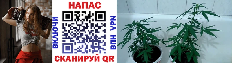 где купить   Жердевка  Бошки марихуана THC 21% 